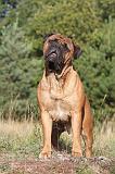 BULLMASTIFF 003